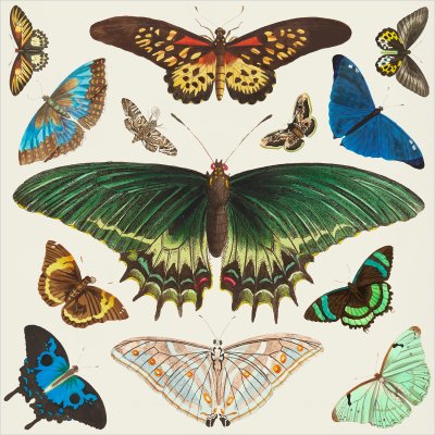 постеры Красивые бабочки