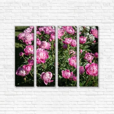 модульные картины Розовые пионы в цвету