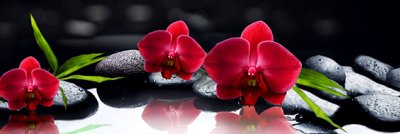фотообои Красные орхидеи на камнях