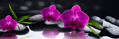 фотообои Цикламеновые орхидеи на камнях