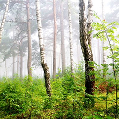 фотообои Русский лес