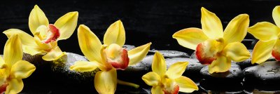фотообои Солнечные орхидеи