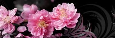 фотообои Цветы розовой вишни