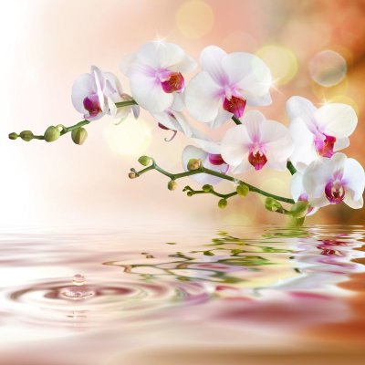 фотообои Белая орхидея у воды