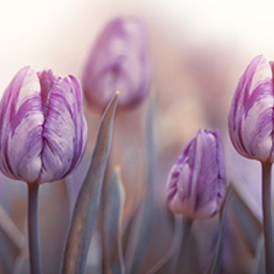 фотообои Бутоны тюльпанов